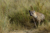 Spotted hyena or laughing hyena(Crocuta crocuta). Amboseli National Park. Kenya.