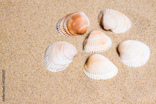 Seashells at the beach. Marine motif wallpaper