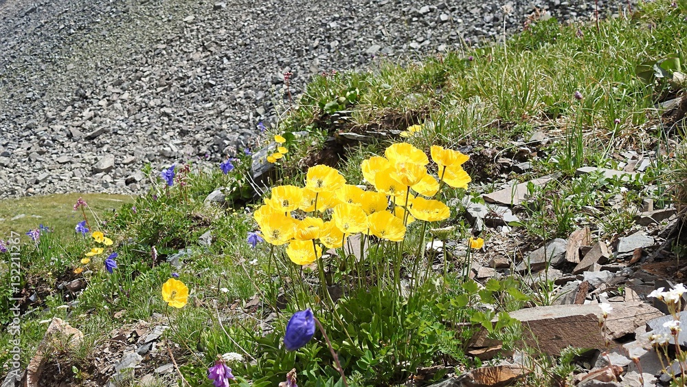 Obraz premium flowers