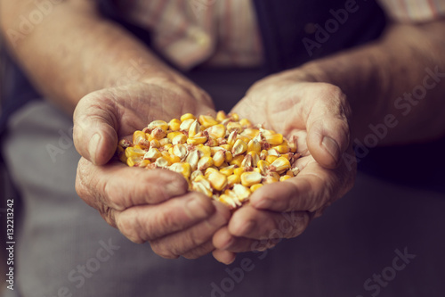 Fotografiet Organic corn production