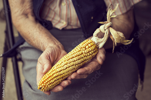 Organic corn cob