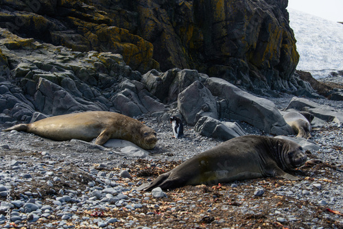 Sea elephant on the beach