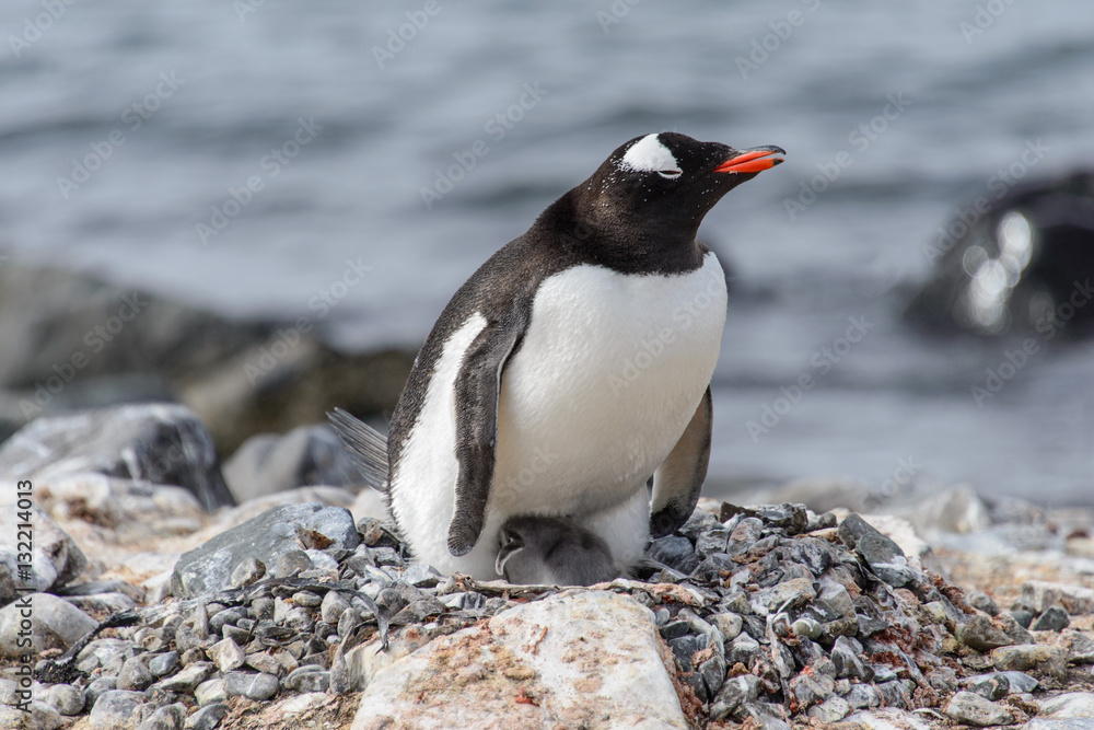 Fototapeta premium Gentoo penguine