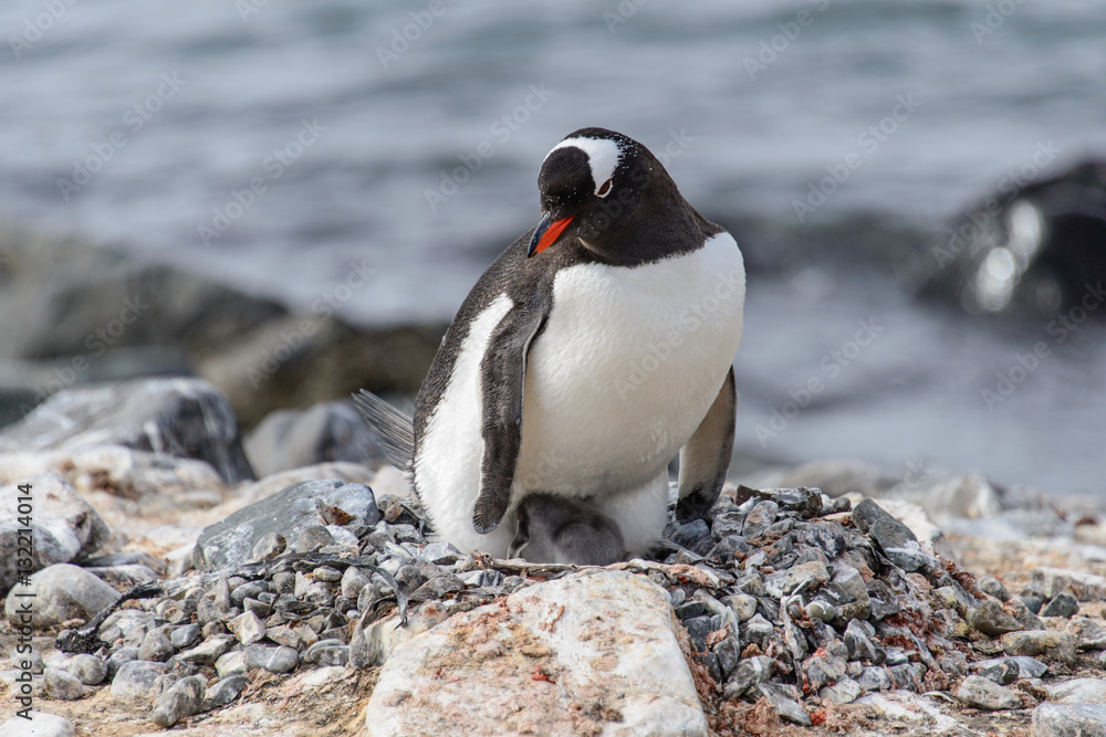 Obraz premium Gentoo penguine with chicks