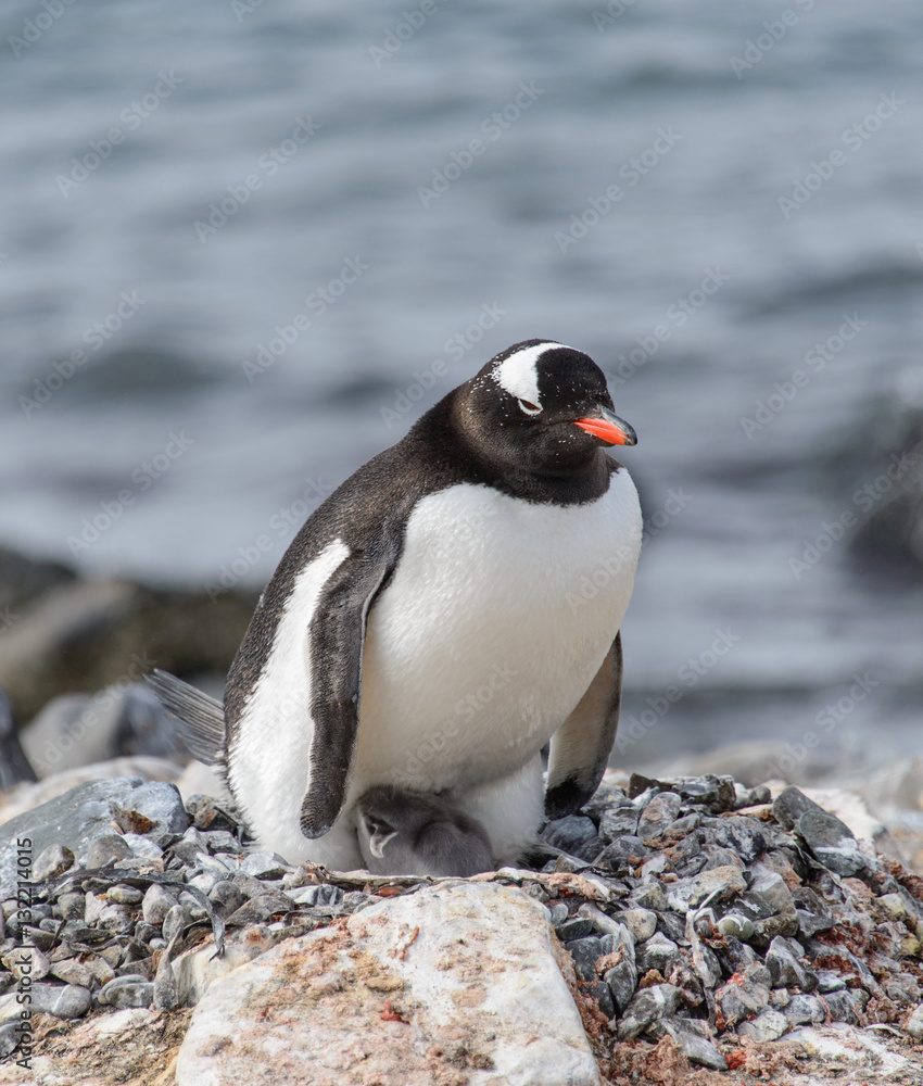 Naklejka premium Gentoo penguine with chicks