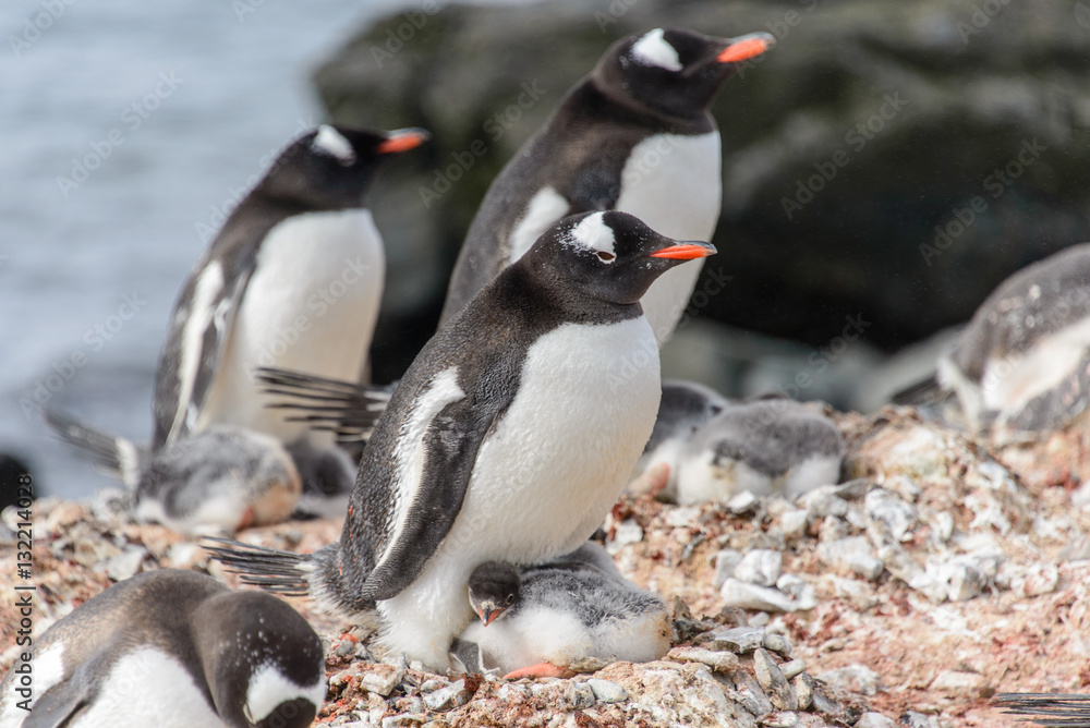 Naklejka premium Gentoo penguine with chicks