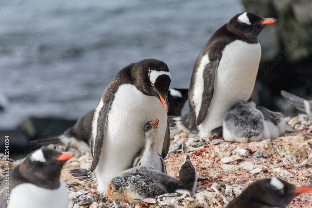 Naklejka premium Gentoo penguine with chicks
