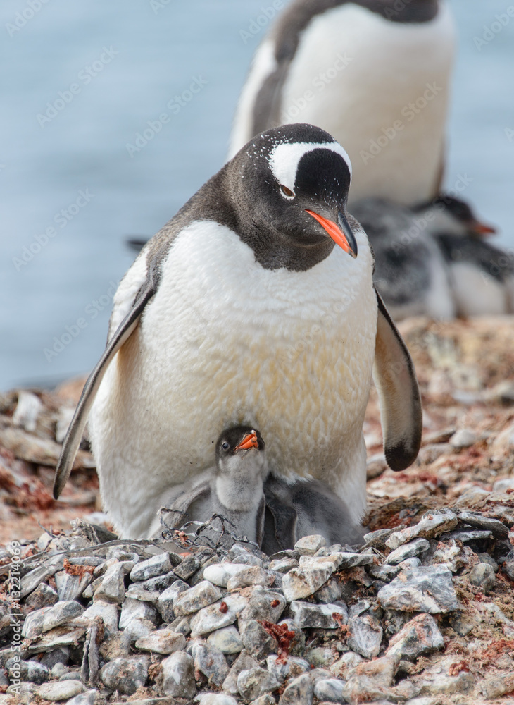 Fototapeta premium Gentoo penguine with chicks