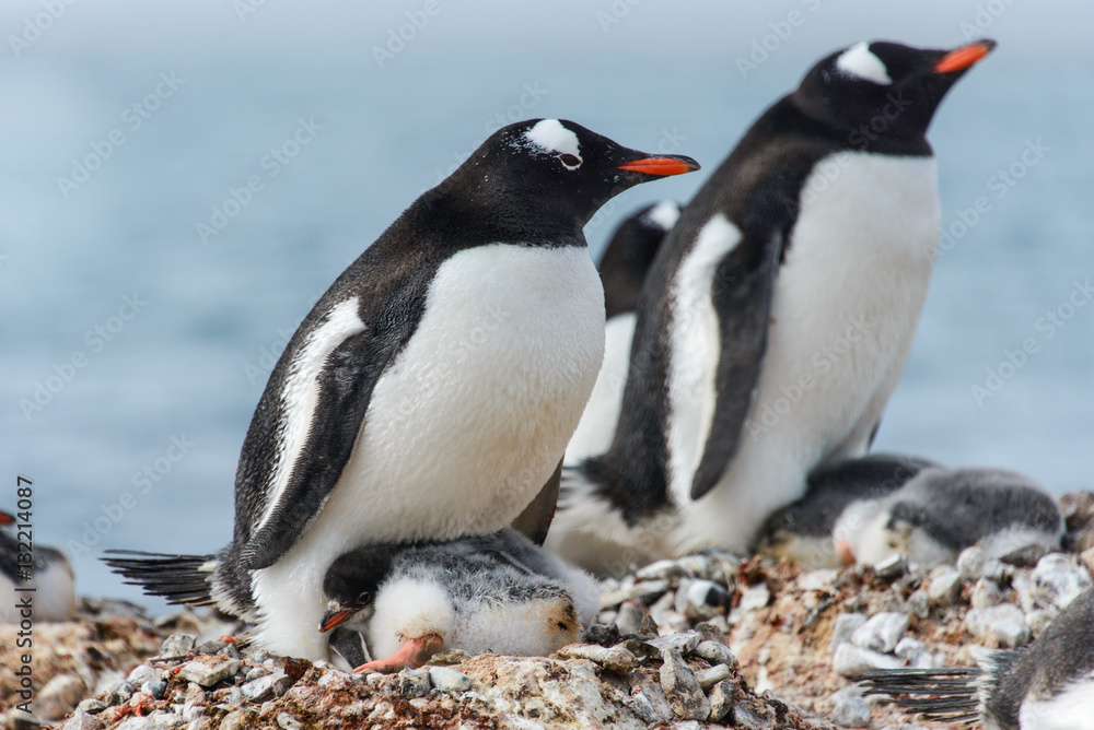 Obraz premium Gentoo penguine with chicks