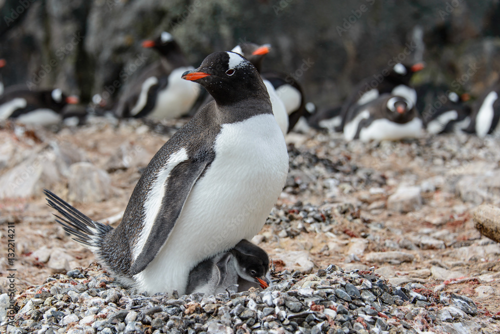 Fototapeta premium Gentoo penguine with chicks