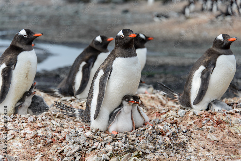 Fototapeta premium Gentoo penguine with chicks