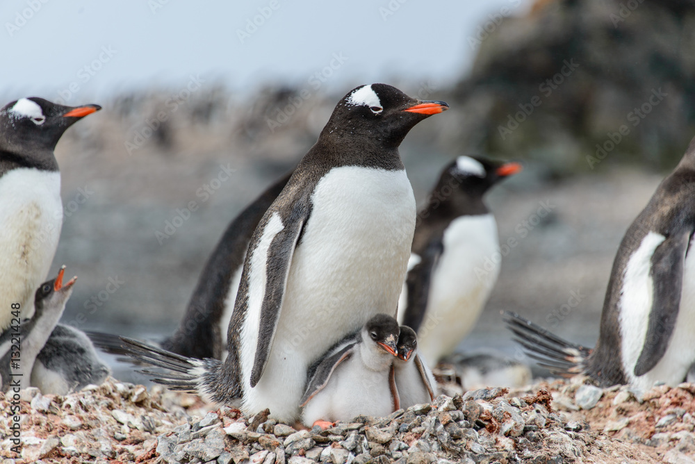 Obraz premium Gentoo penguine with chicks