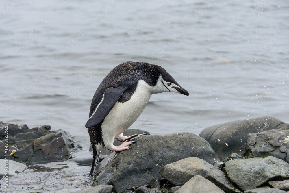 Fototapeta premium Gentoo penguine with sea elephant