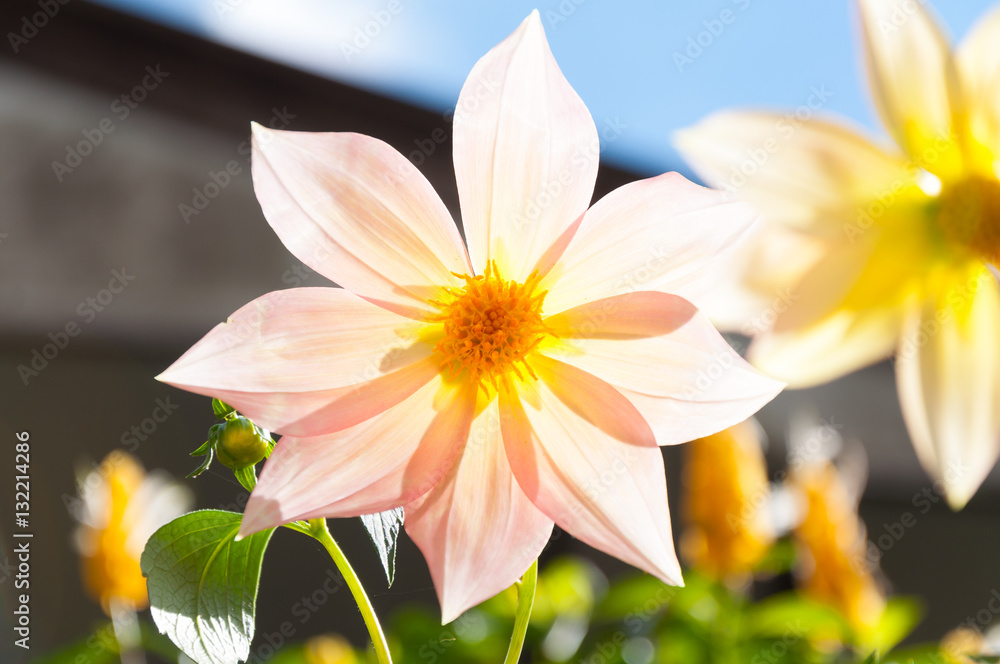 Beautiful flowers in the summer season for background