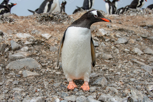 Gentoo penguine