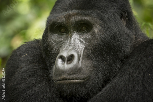 Mountain gorilla (Gorilla beringei beringei). Bwindi Impenetrable Forest. Uganda © Roger de la Harpe