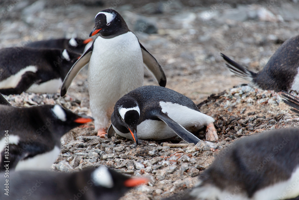 Fototapeta premium Gentoo penguine with sea elephant