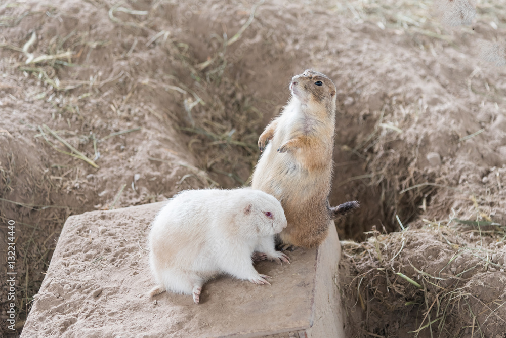 Black-tailed prairie dog (Cynomys ludovicianus) Black-tailed prairie dog (Cynomys ludovicianus)