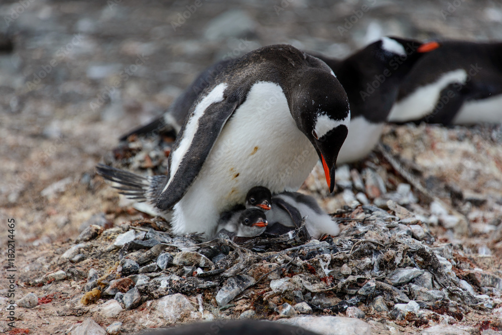 Naklejka premium Gentoo penguine with chicks