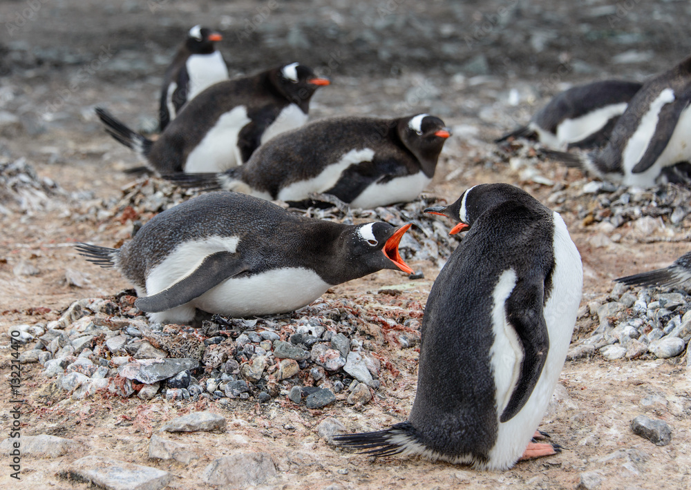 Naklejka premium Gentoo penguine with chicks