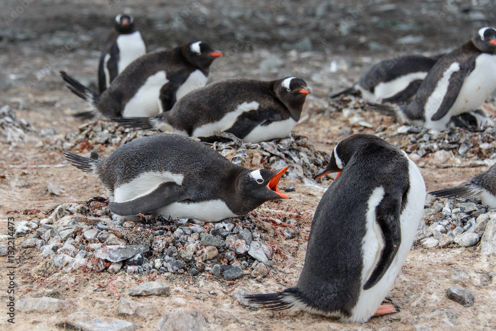 Naklejka premium Gentoo penguine with chicks