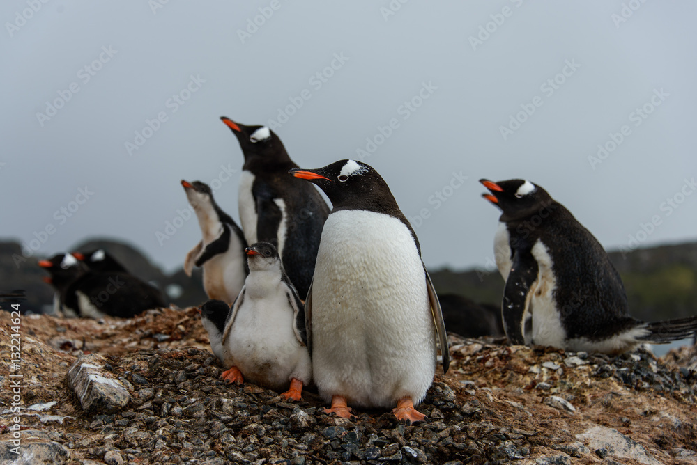 Naklejka premium Gentoo penguin with chicks