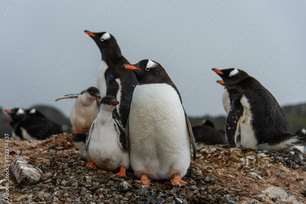 Obraz premium Gentoo penguin with chicks 