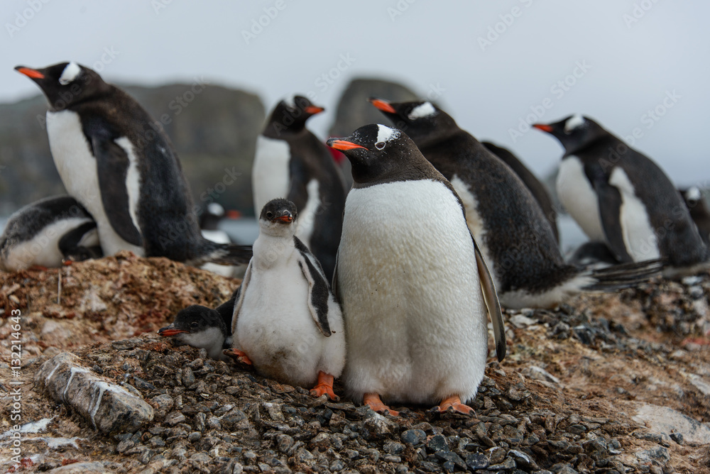 Obraz premium Gentoo penguin with chicks 