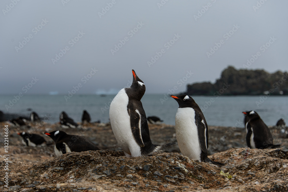 Obraz premium Gentoo penguin with chicks 