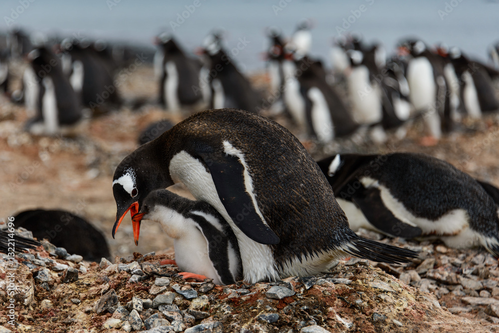 Naklejka premium Gentoo penguin with chicks 