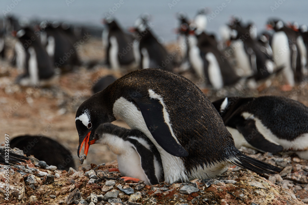 Fototapeta premium Gentoo penguin with chicks 