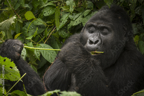 Mountain gorilla  Gorilla beringei beringei  feeding. Bwindi Impenetrable Forest. Uganda