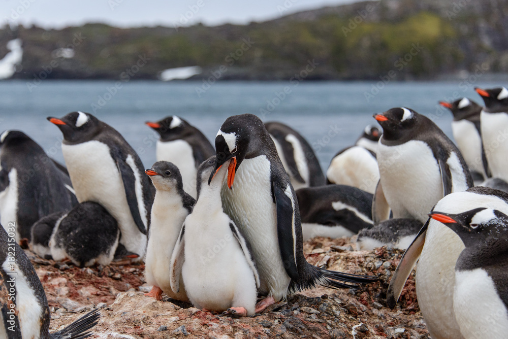 Obraz premium Gentoo penguine with chicks