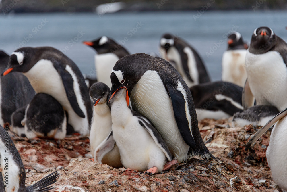 Fototapeta premium Gentoo penguine with chicks