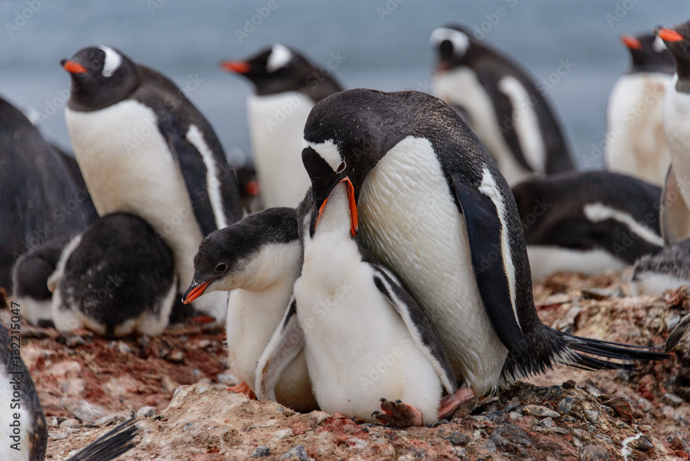 Naklejka premium Gentoo penguine with chicks