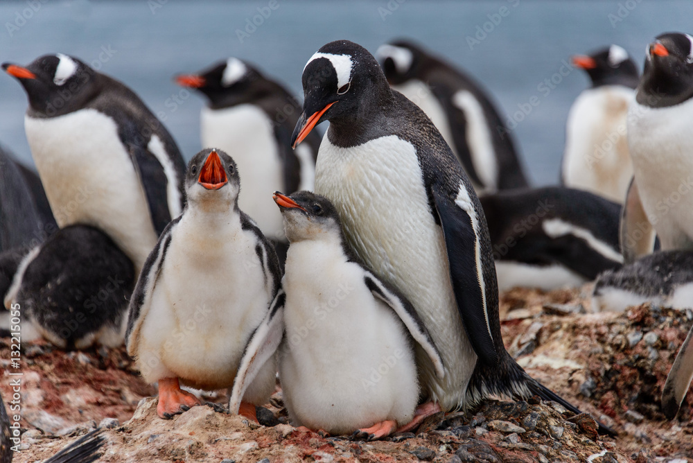 Fototapeta premium Gentoo penguine with chicks