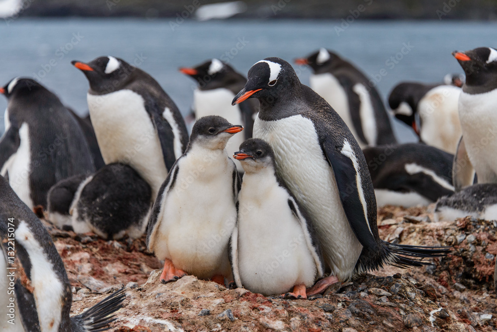 Fototapeta premium Gentoo penguine with chicks