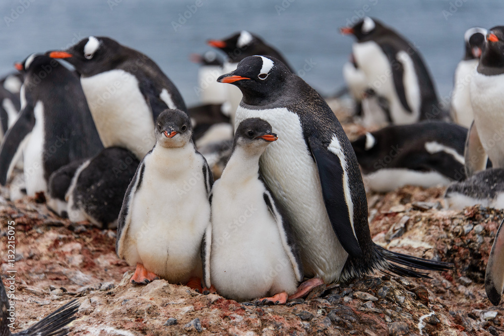 Obraz premium Gentoo penguine with chicks