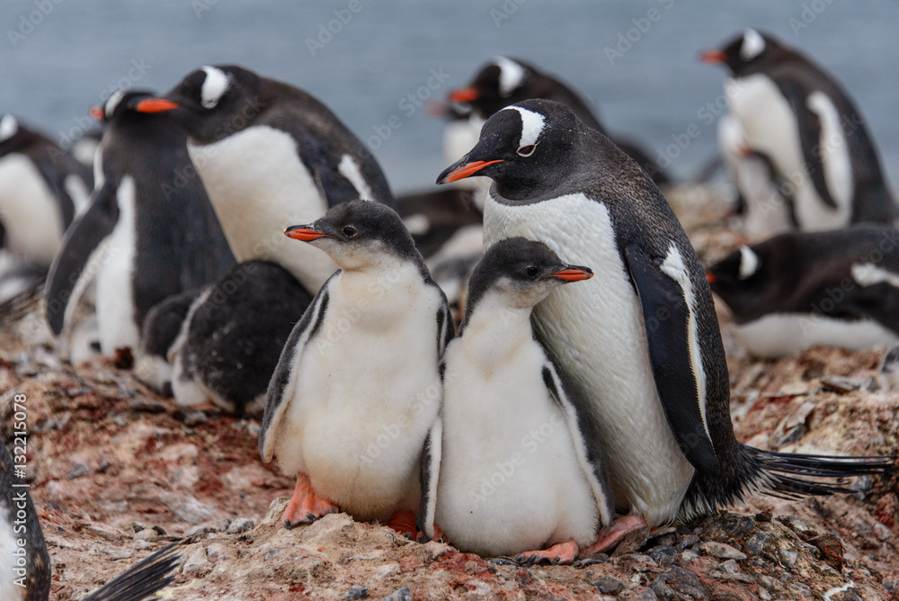 Obraz premium Gentoo penguine with chicks