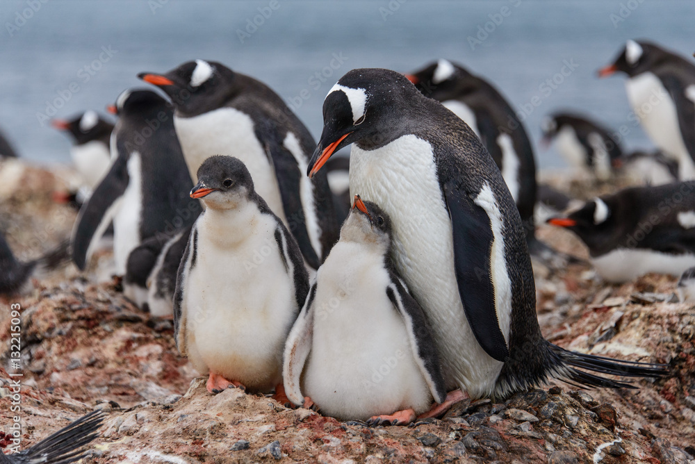 Fototapeta premium Gentoo penguine with chicks