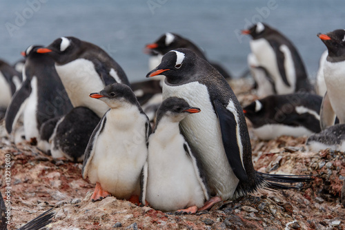 Gentoo penguine with chicks