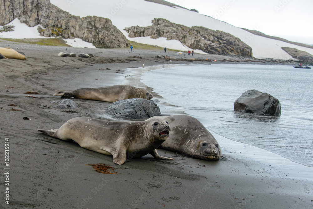 Fototapeta premium Sea elephant on the beach