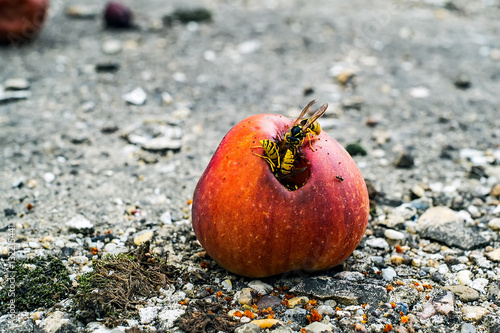 A group of wasps eating from a rotten apple.