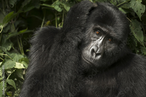 Mountain gorilla  Gorilla beringei beringei . Bwindi Impenetrable Forest. Uganda