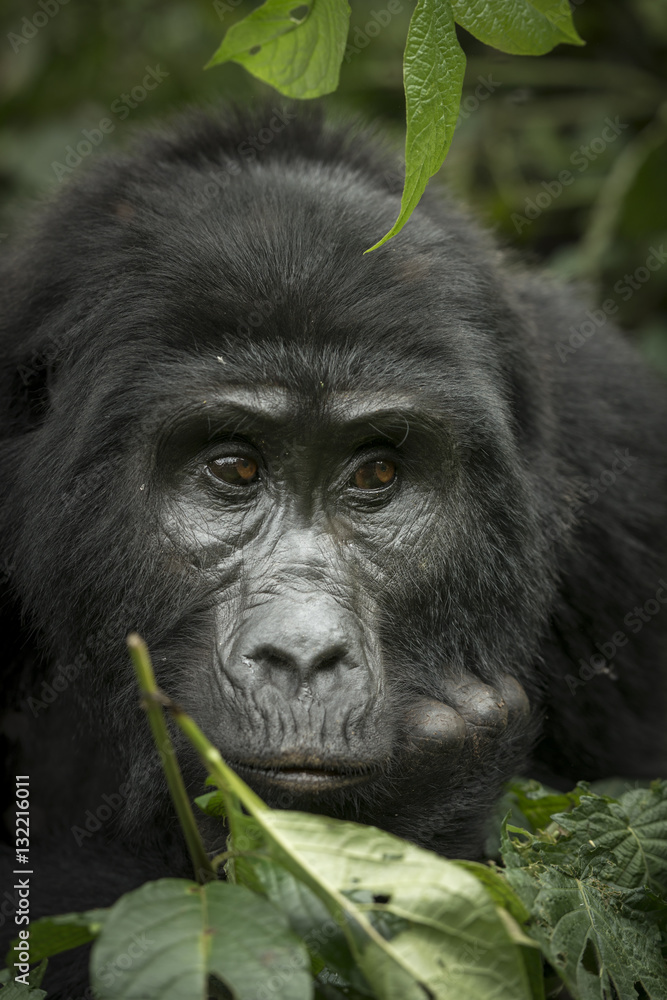 Mountain gorilla (Gorilla beringei beringei). Bwindi Impenetrable Forest. Uganda Mountain gorilla (Gorilla beringei beringei). Bwindi Impenetrable Forest. Uganda