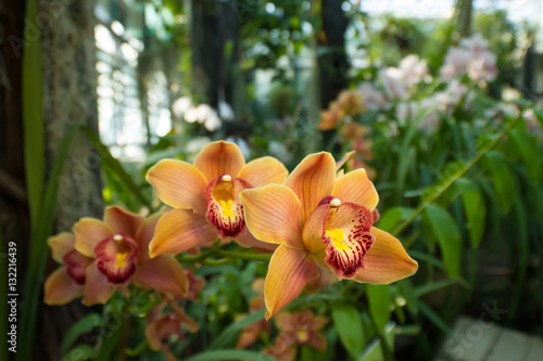 Fototapeta Naklejka Na Ścianę i Meble -  Bright orange orchids in a tropical forest.