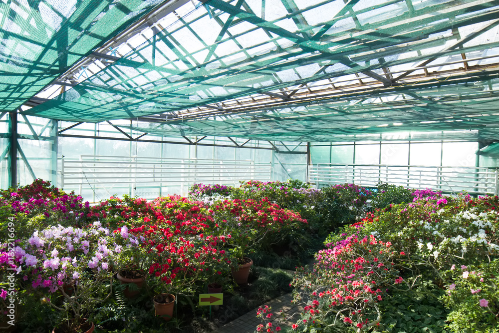 Large garden of azaleas in botanical garden.