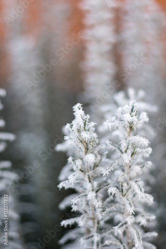 Frost rosemary plant with blurred winter background