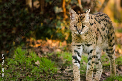 Serval Prowling photo