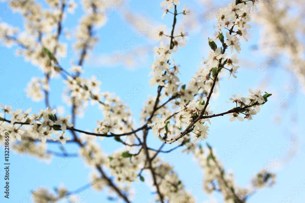 Sakura cherry flowers Sakura cherry flowers